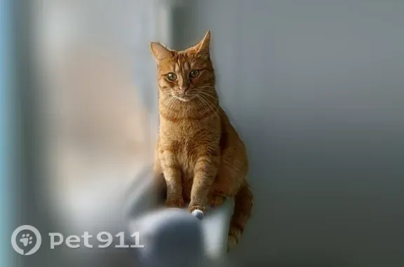 Пропала кошка, Строителей, д. 50, Киров — рыжая, отзывается на кличку Буся - photo