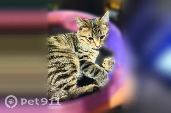Пропала кошка, Новомосковск, Донской — бурый полосатый окрас, жёлто-зелёные глаза - photo