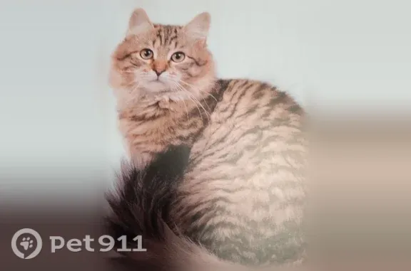 Пропала кошка, Удомля, Автодорожная, д. 7а — сибирская пушистая коричневая табби, нет переднего клыка - photo