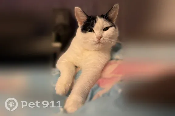 Пропала кошка, Космонавта Николаева А.Г., Чебоксары — черно-белая кошечка, нежная - photo
