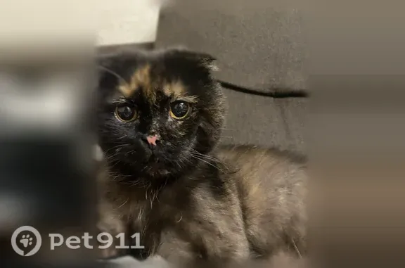 Найдена кошка, Йошкар-Ола, фото: Найдена кошка, Йошкар-Ола, Чавайна, д. 10а — рядом с детским садиком №24