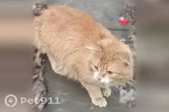 Кошки потеряшки, Кострома, фото: Потеряшка кошка, Кострома