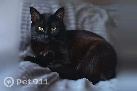 Пропала кошка, Брянск, Топальская — район медколледжа Амосова, набережная и площадь Ленина - photo