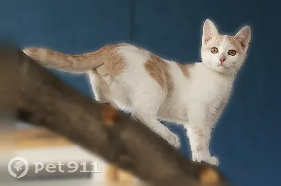 Объявления о пропавших и найденных животных, Иркутск, фото: Пропала кошка, Район Свердловский (г Иркутск), Иркутск — белая с рыжими пятнами, ласковая и активная