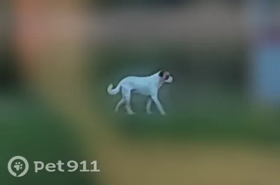 Собака ищет дом, Село Лучинско...