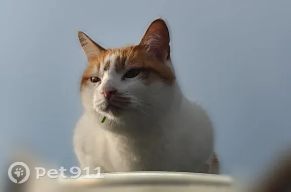 Пропала кошка, Магнитогорск, Уфимская, д. 8 — рыже-белый кот, жёлтые глаза - photo