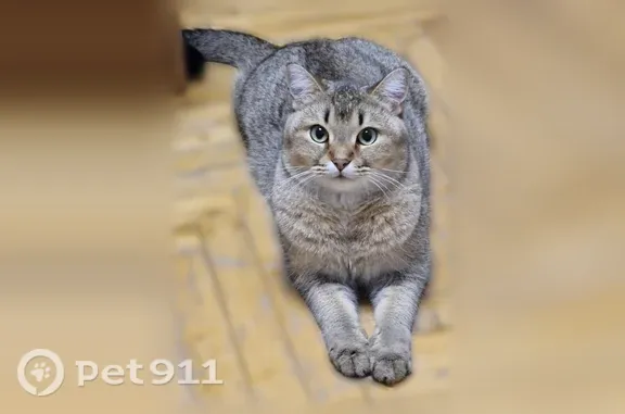 Пропала кошка, Пушкин, Павловское, д. 29, Пушкин — песочный окрас, зелёные глаза, пугливая - photo
