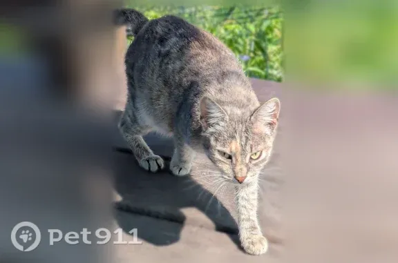 Объявления о пропавших и найденных животных, Барнаул, фото: Кошка ищет дом, Район Индустриальный (г Барнаул), Магистральная, Барнаул — ласковая, беременна