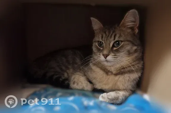 Кошки потеряшки, Новый Уренгой, фото: Потеряшка кошка, Сурикова, Новый Уренгой — людей не боится