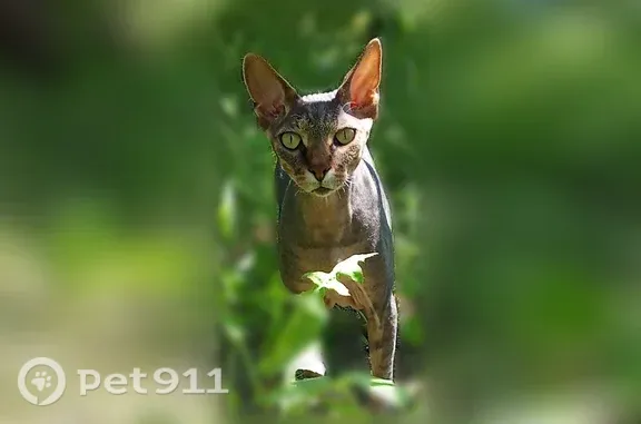 Пропала кошка, Поселок Самарский, Лесная, Самарский — серый с полосатым хвостом - photo