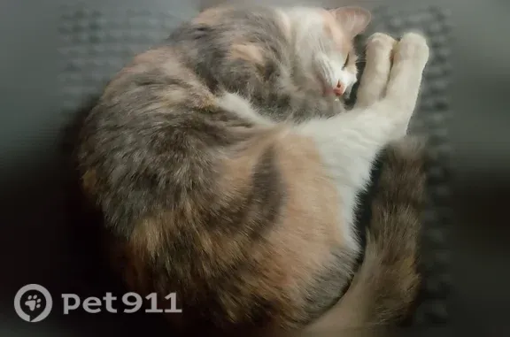 Пропала кошка, Космическая, д. 4, Кемерово — трёхцветная кошка Пыша - photo