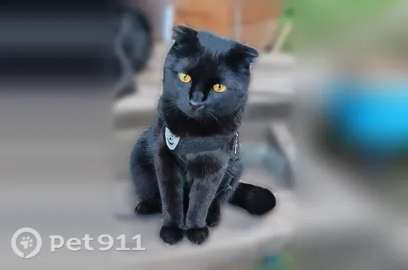 Пропала кошка, Песочная, Красноярск — чёрная, крупная, откликается на шэф, шэфи - photo
