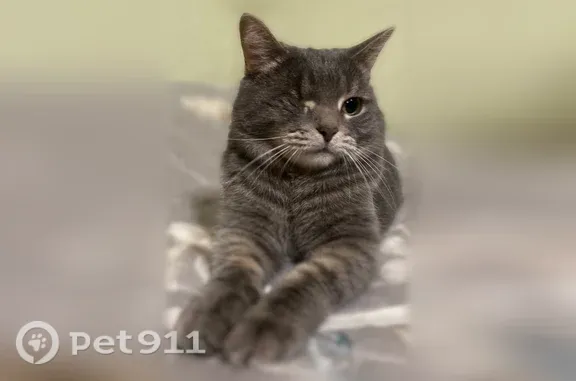 Пропала кошка, Село Осиново, Садовая, д. 3, Осиново — серая, с одним глазом - photo