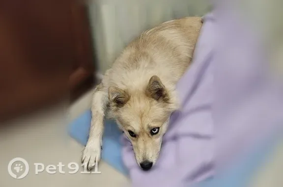 Найдена собака, Нижний Новгород, фото: Найдена собака, Гагарина, Нижний Новгород — девочка с ошейником, знает команды