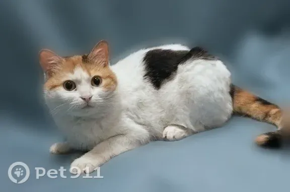 Пропала кошка, Люберцы, Октябрьский, д. 373 — ручная трёхцветная Нюша - photo