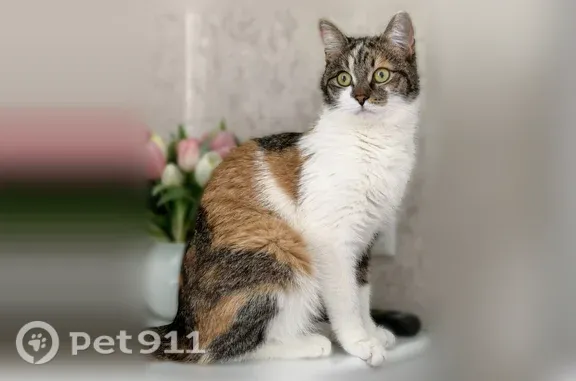 Пропала кошка, Луговая, Фрязино — активная, ласковая, контактная - photo