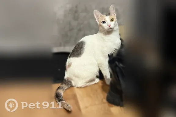 Пропала кошка, Москва, Будайский, д. 6 1 — разноцветные глаза, откликается на имя Ася - photo