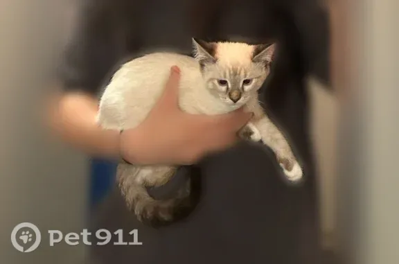 Кошки потеряшки, Тольятти, фото: Потеряшка кошка, Район Автозаводский (г Тольятти), Степана Разина, д. 22, Тольятти