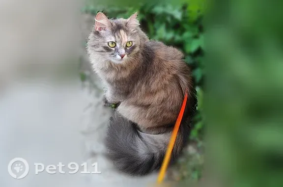 Пропала кошка, Кострома, 8 Марта, д. 33 — пушистая, 4 года, один глазик слегка прикрыт - photo