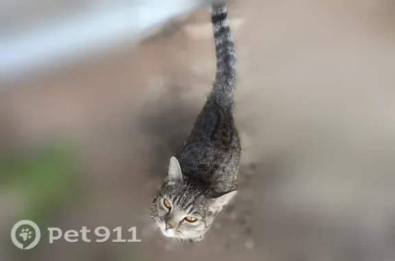 Найдена кошка, Уфа, фото: Найдена кошка, Уфа, Степана Кувыкина, д. 16/1 — ласковая, еду с рук берет