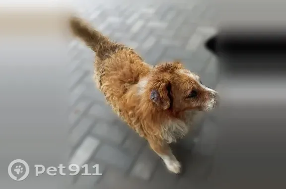 Собака ищет дом, Зеленоградск...