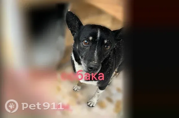 Пропала собака, Кропоткин, 4 Промышленный, д. 17/1, Кропоткин — кличка Малыш, средний размер - photo