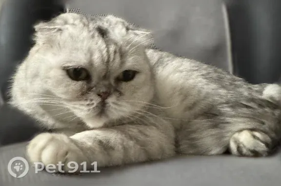 Пропала кошка, Село Нижний Услон, Первомайская, Нижний Услон — вислоухая шотландка, 11 лет - photo