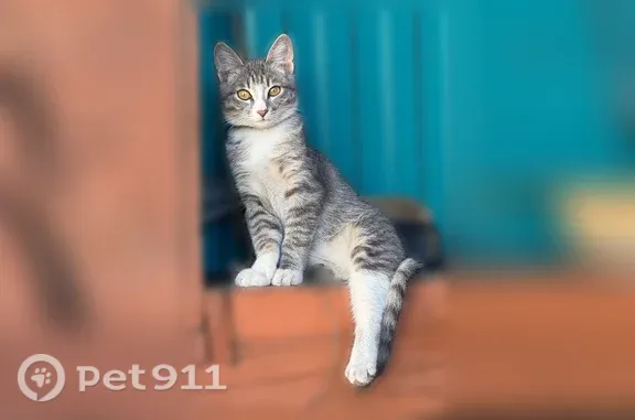 Пропала кошка, Улан-Удэ, Иркутская, д. 35 — серо-белая, с чёрным ошейником, откликается на имя Сема - photo