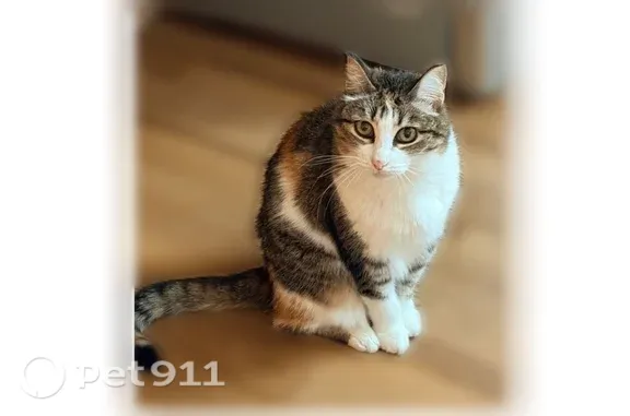 Кошки потеряшки, Чесноковка, фото: Потеряшка кошка, Село Чесноковка, Южная, д. 20, Чесноковка — белая грудь, красный ошейник