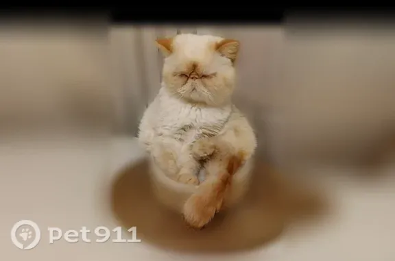 Пропала кошка, Конаково, Чапаева, Конаково — кот нуждается в лечении - photo