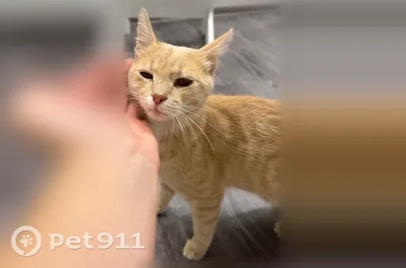 Найдена кошка, Волгоград, фото: Найдена кошка, Казахская, Волгоград — 6 месяцев, очень ручная