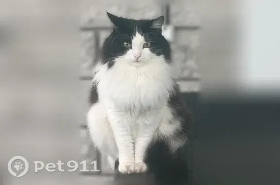 Пропала кошка, Нижний Новгород, Строкина, д. 8 — черно-белая, откликается на кличку - photo