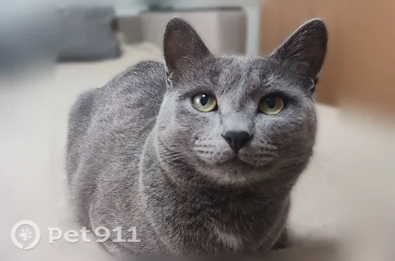 Пропала кошка, Сельский поселок Ждановский, Школьная, д. 47, Нижний Новгород — серый кастрированный кот Сырок - photo