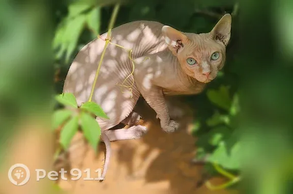 Найдена кошка, Тула, фото: Найдена кошка, Тула, Серебровская, д. 31 — светло-бежевый сфинкс