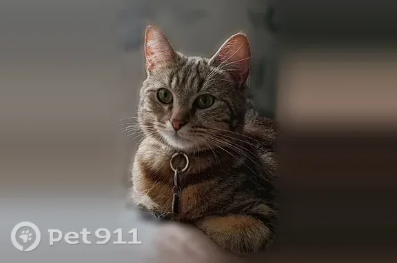Пропала кошка, район Приокский (г Нижний Новгород), д. 9, Нижний Новгород — кличка Люся, с ошейником - photo