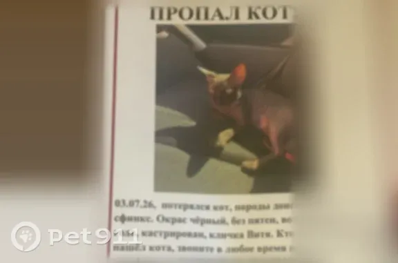 Пропала кошка, Хлебная, Минусинск — тёмно-серый донской сфинкс, кастрированный - photo