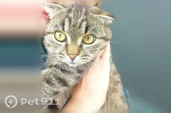 Найдена кошка, Ижевск, фото: Найдена кошка, Ижевск, Новоалександровский — полосатая, возраст около года
