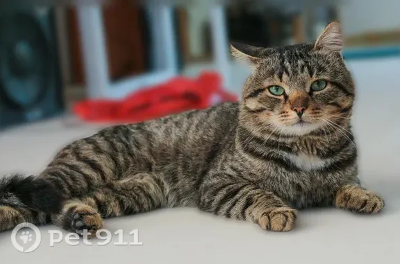 Кошки потеряшки, Чозения, фото: Потеряшка кошка, Территория СНТ Чозения, Чозения — пёстрая, с белым пятном на грудке