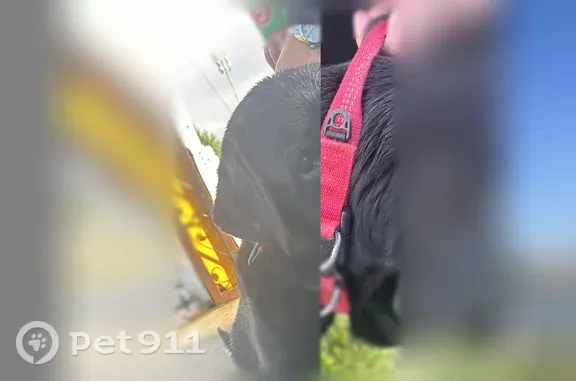 Найдена собака, Гурьевский городской округ, фото: Найдена собака, Гурьевск, Пражский, д. 1Ж, Гурьевский городской округ — пожилой пёс, обучен команде ждать