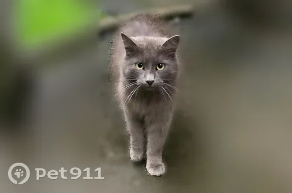 Найдена кошка, Санкт-Петербург, фото: Найдена кошка, Санкт-Петербург, Дудко, д. 33 подъезд 3 — очень ласковая, сидела на скамейке у подъезда 3