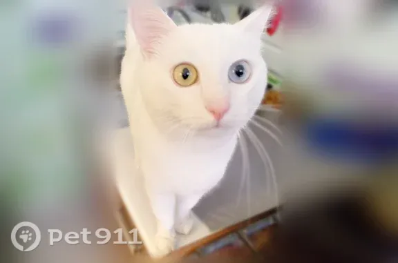 Пропала кошка, Новочебоксарск, Советская, д. 5 — кот, 5 лет - photo