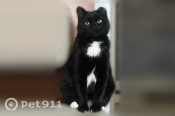 Пропала кошка, Новобайдаевка, пр-кт Шахтеров, 30, Новокузнецк — чёрная, без левого уха - photo