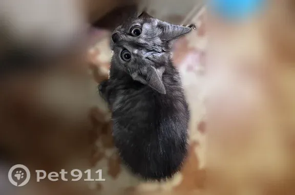 Кошка ищет дом, Томск, Профсою...