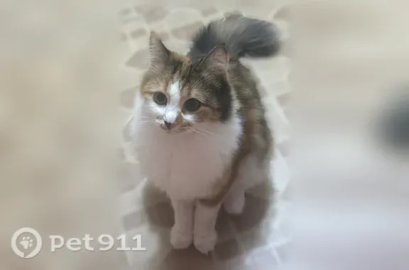 Пропала кошка, Тула, Седова, д. 47 — двухцветный нос, очень пушистый хвост - photo