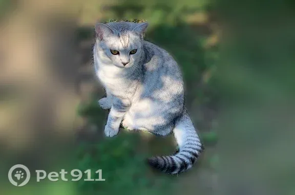 Пропала кошка, Село Донское, Школьная, д. 11а, Донское — светло-серый окрас, жёлто-зелёные глаза - photo