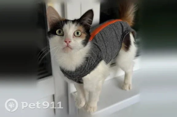 Кошка ищет дом, Ленина, д. 85...