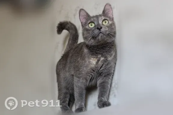 Пропала кошка, Детский, д. 12, Железногорск — серая в полоску, маленькая, худая - photo