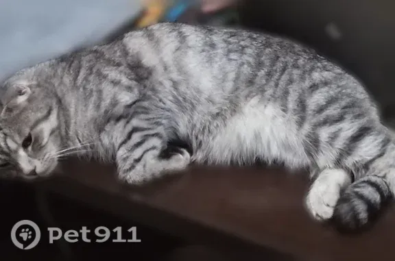 Пропала кошка, Зеленоград — серый и чёрный, немного толстенький - photo
