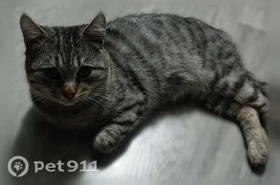 Пропала кошка, Никологоры - photo