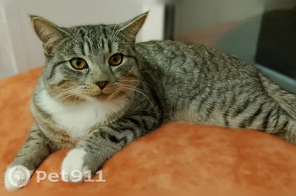 Пропала кошка Мальчик, Нижний Новгород (rl1245591) - photo